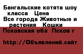Бангальские котята шоу класса › Цена ­ 25 000 - Все города Животные и растения » Кошки   . Псковская обл.,Псков г.
